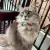 Kali - Personalized Leather Cat Collar on internet