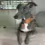 Coleira personalizada de couro Galgo - comprar online