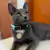 Kali - Personalized Leather Cat Collar - Âme Acessórios Pet