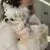 Imagem do Kit peitoral, guia e coleira com identificação Lili - Rosa Seco com Rosa Bebê