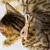 Pandora - Personalized Leather Cat Collar - buy online