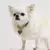 Glow - Personalized Pet Necklace on internet