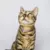 Ivy - Personalized Leather Cat Collar - online store
