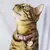 Coleira personalizada de couro para gatos Luna - Rosa Seco com Rosa Bebê - comprar online