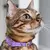 Órion - Personalized Leather Cat Collar - buy online