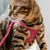 Kit guia e peitoral de couro para gatos Cecília - Pink on internet