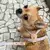 Gaia Dog Kit - Leather Leash & Harness - Âme Acessórios Pet