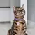 Órion - Personalized Leather Cat Collar on internet