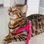 Peitoral de couro para gato Cecília - loja online