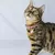 Imagem do Coleira personalizada de couro para gatos Luna - Rosa Seco com Rosa Bebê