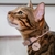 Zoe - Personalized Leather Cat Collar on internet