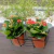 Suporte Duplo Cesto De Parede Para Vasos Flores 367201 - Hagra