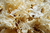 ENERGY BLEND - Origen Fungi