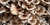 MAITAKE - comprar online