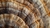 COLA DE PAVO - comprar online