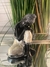 Figura Buda 16 cm