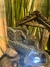 Fuente de agua Zen casita Feng Shui 19 cm - tienda online