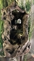 Cascada de Agua Feng Shui 50 cm Apta Exterior - comprar online