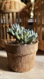 Cactus y Suculenta Artificial con Troncos Naturales - 17 cm x 15 cm - Alma Regalos