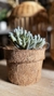 Cactus y Suculenta Artificial con Troncos Naturales - 17 cm x 15 cm - comprar online