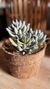 Cactus y Suculenta Artificial con Troncos Naturales - 17 cm x 15 cm en internet