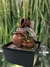 Fuente de Agua Feng Shui 18 cm - Exclusiva - Luz Multicolor en internet