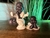 Duo de Budas Bebés 5 y 10 cm - comprar online
