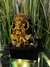 Fuente de agua Feng Shui Ganesha 26 cm de altura - Simula Roca
