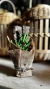 Cactus y Suculenta Artificial con Troncos Naturales - 20 cm x 10 cm