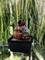 Fuente de Agua Feng Shui 18 cm - Exclusiva - Luz Multicolor