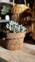 Imagen de Cactus y Suculenta Artificial con Troncos Naturales - 17 cm x 15 cm