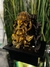 Fuente de agua Feng Shui Ganesha 26 cm de altura - Simula Roca en internet