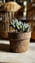 Cactus y Suculenta Artificial con Troncos Naturales - 17 cm x 15 cm - tienda online