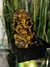 Fuente de agua Feng Shui Ganesha 26 cm de altura - Simula Roca - Alma Regalos