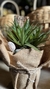 Cactus y Suculenta Artificial con Troncos Naturales - 27 cm x 14 cm - comprar online