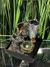 Fuente de agua Feng Shui Aljibe 18 cm