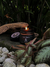 Dark Flowers - Neblina | Candles & Scents