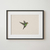 Cuadro Colibri