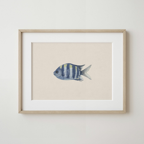 Cuadro Pez Sargento Mayor