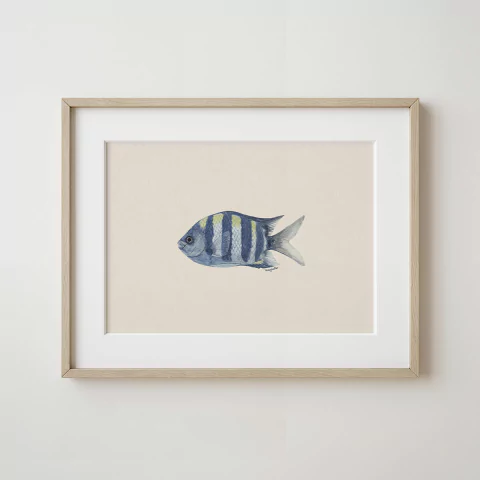 Cuadro Pez Sargento Mayor