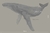 Decal Ballena en internet