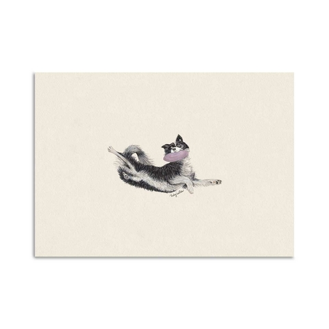 Lamina Border Collie Frisbee