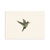 Lamina Colibri