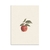Lamina Manzana