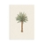 Lamina Palmera Datilera