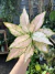 Aglaonema Cherry Baby - mutação folhas rosas