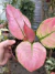 Aglaonema Geely Red selecionada - comprar online