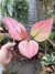 Aglaonema Geely Red selecionada