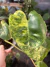 Philodendron Burle Marx's Variegata - Pote 12 - BENDITA SELVA