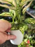Aglaonema Cherry Baby - mutação folhas rosas - BENDITA SELVA